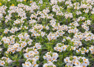 Nemesias Innocence